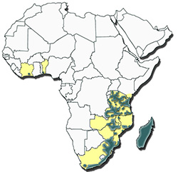 Distribution of Rhipicephalus microplus